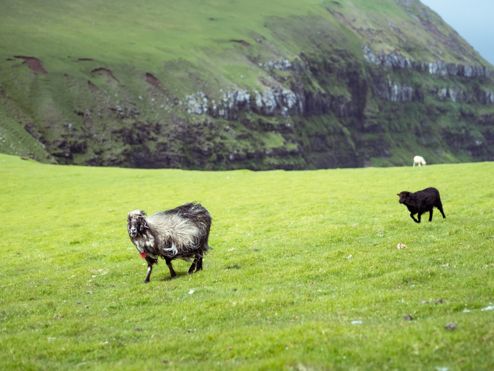 black and white animal on green grass field during daytime