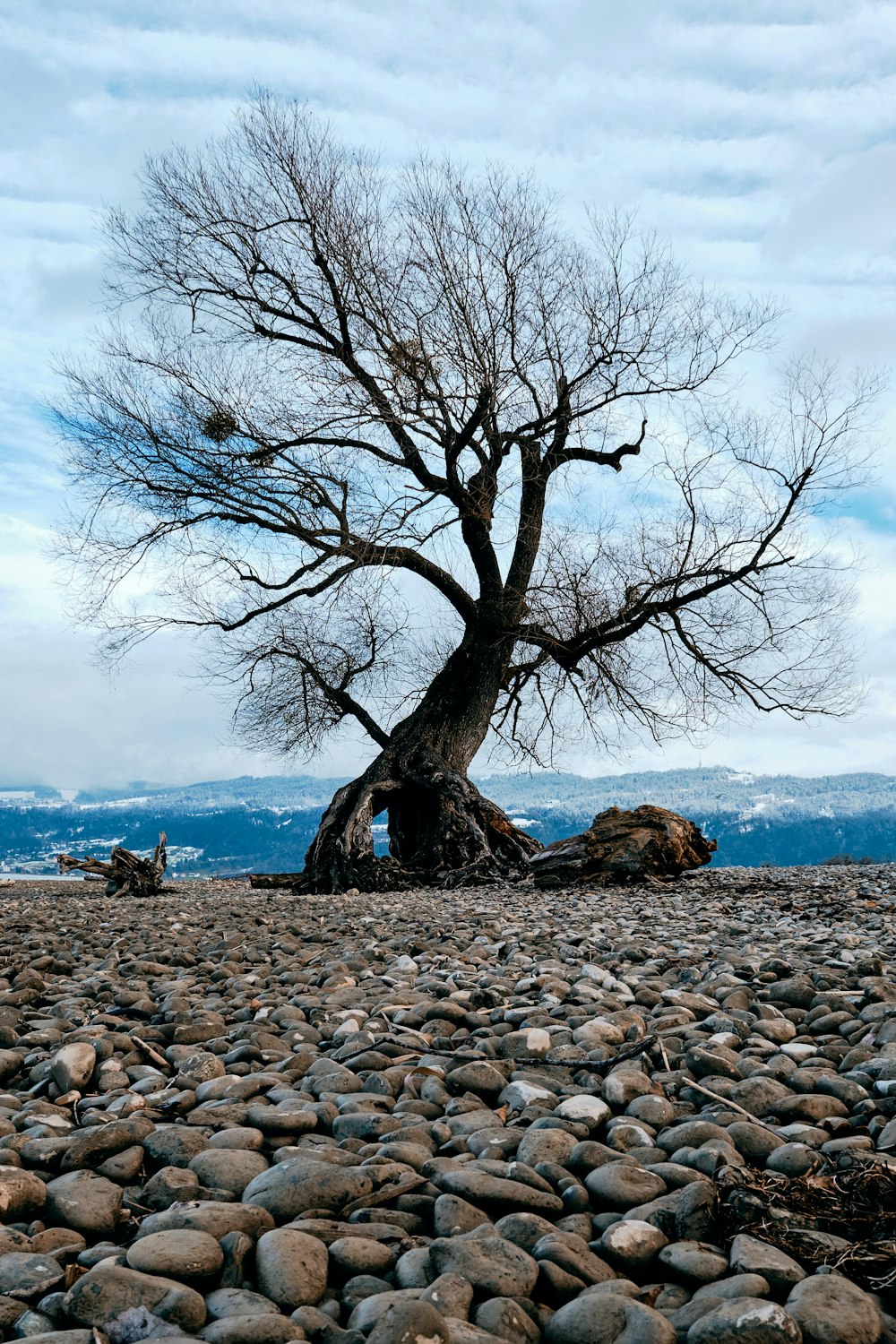 bare tree on rocky shore during daytime