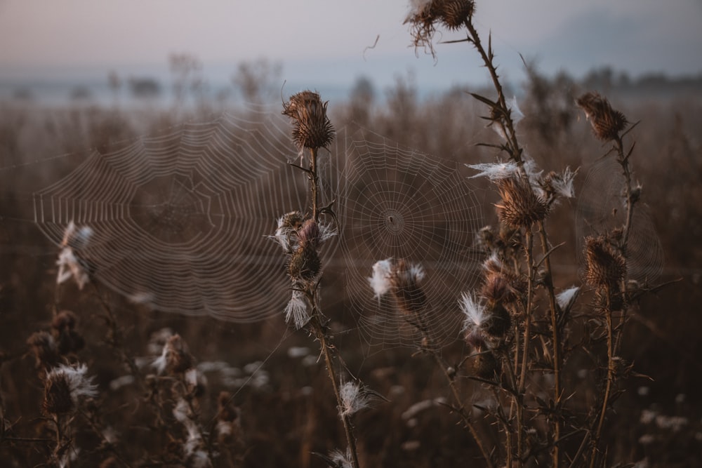 grano marrone in primo piano fotografia