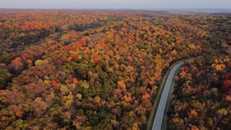 black asphalt road in the middle of green and brown trees
