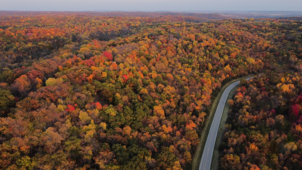 route goudronnée noire au milieu d’arbres verts et bruns