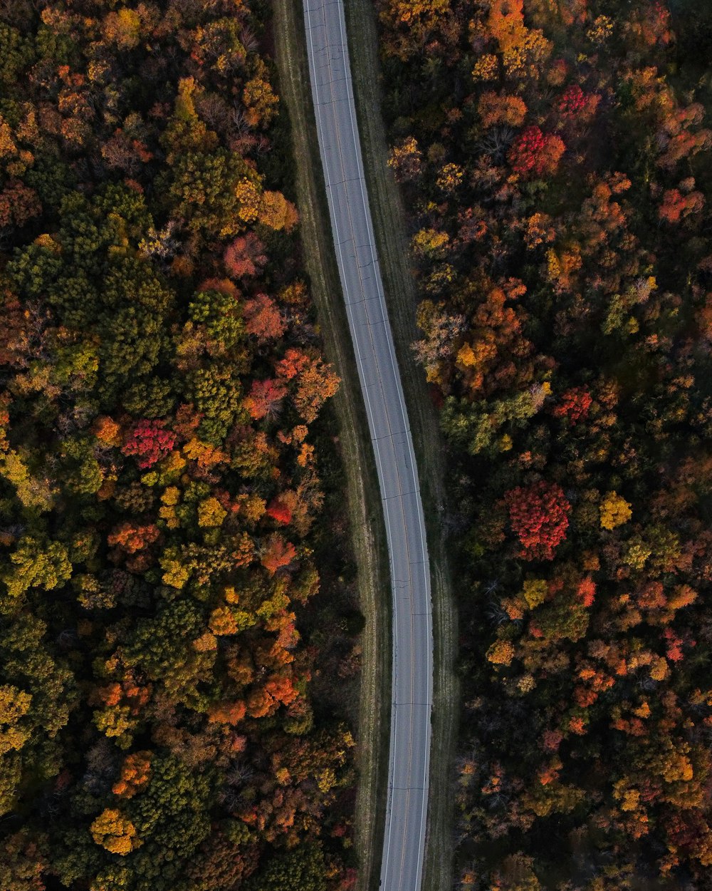 aerial view of road in the middle of trees