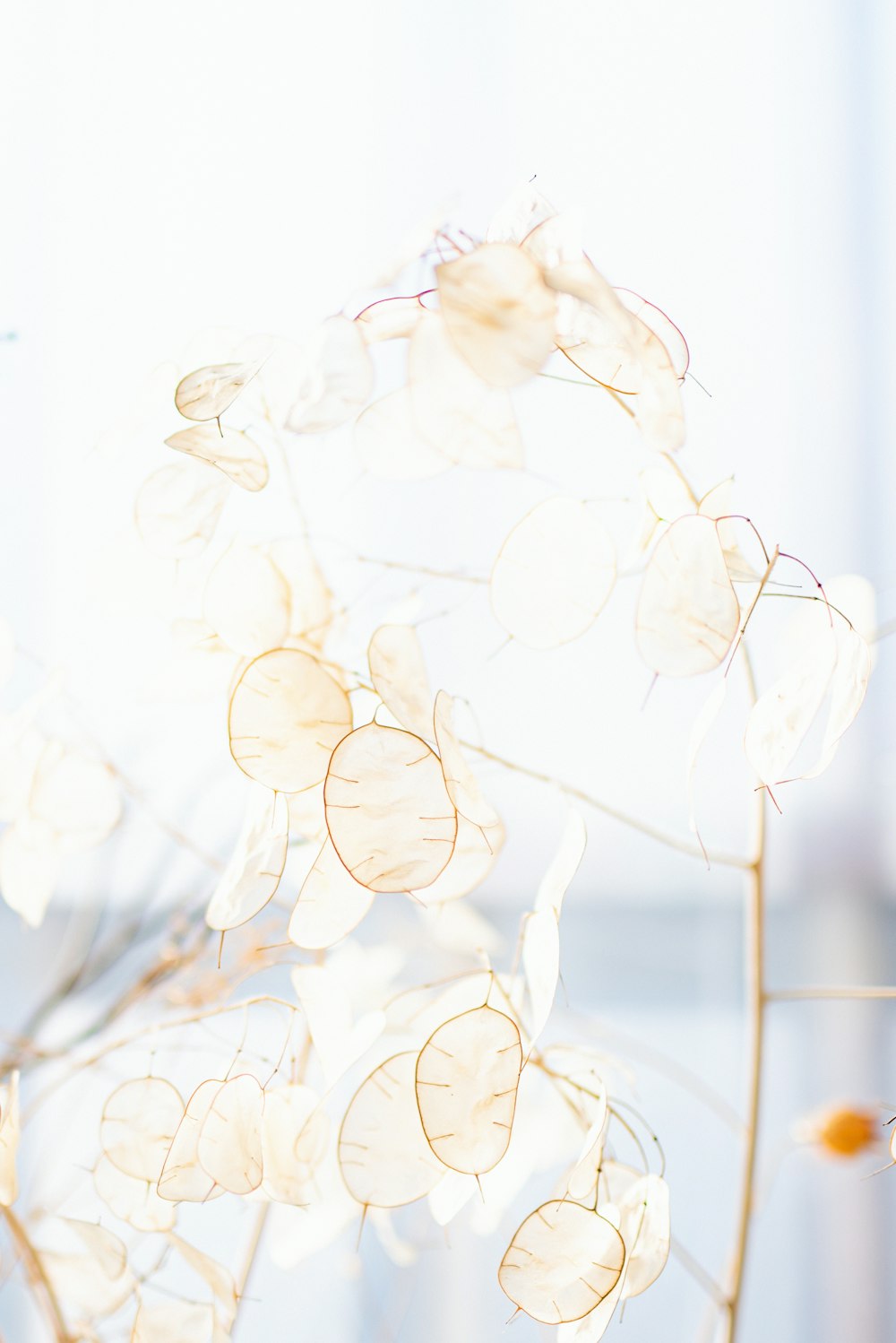 white and brown floral decor