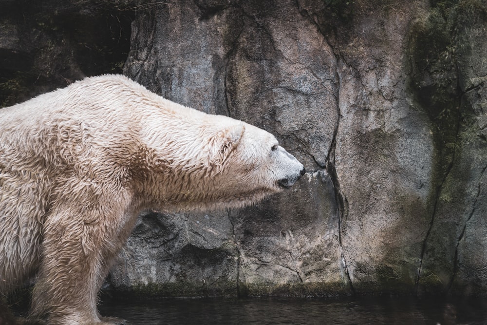 polar bear lying on rock