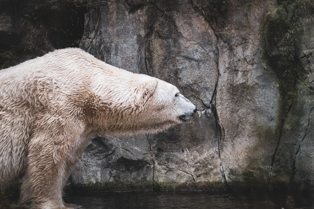 polar bear lying on rock, Polar bear walking