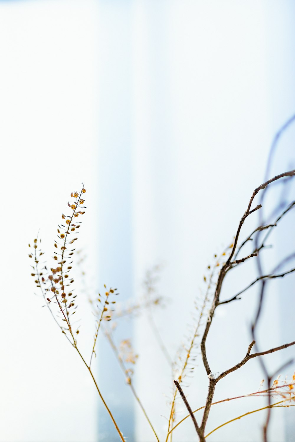 white and brown plant during daytime