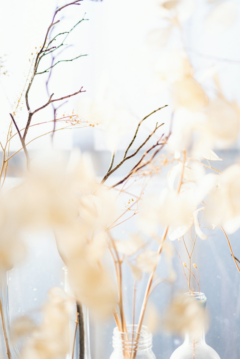 white snow on brown tree branch