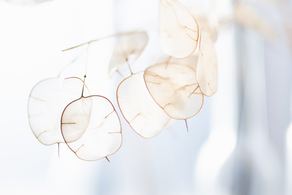 white flower petals in close up photography