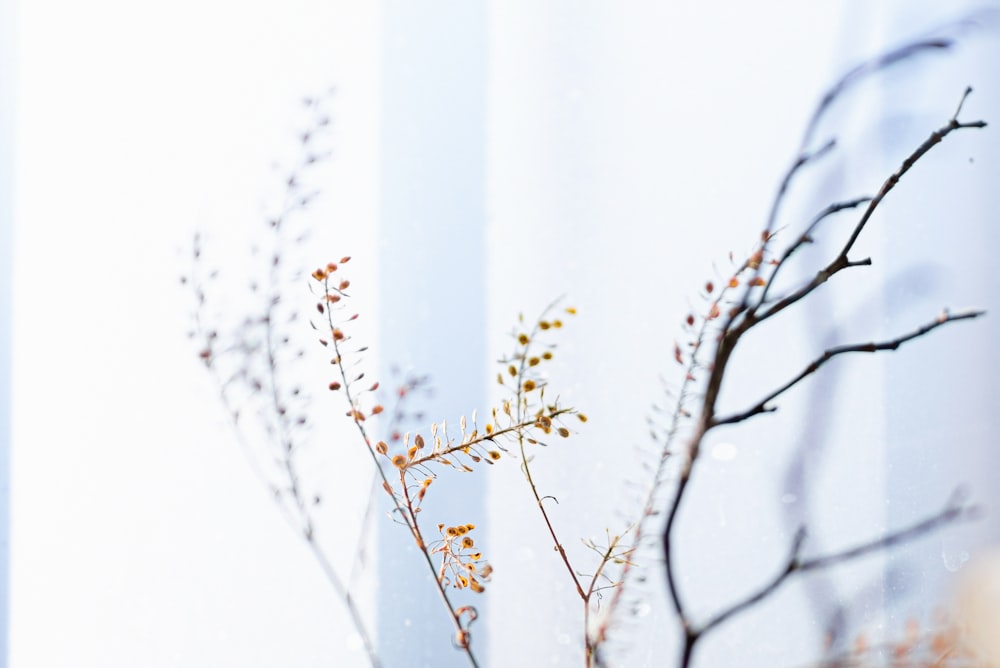 white and brown tree branch