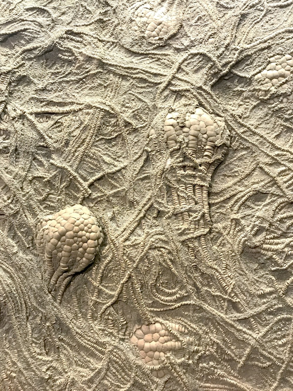 brown and white pine cones on brown sand