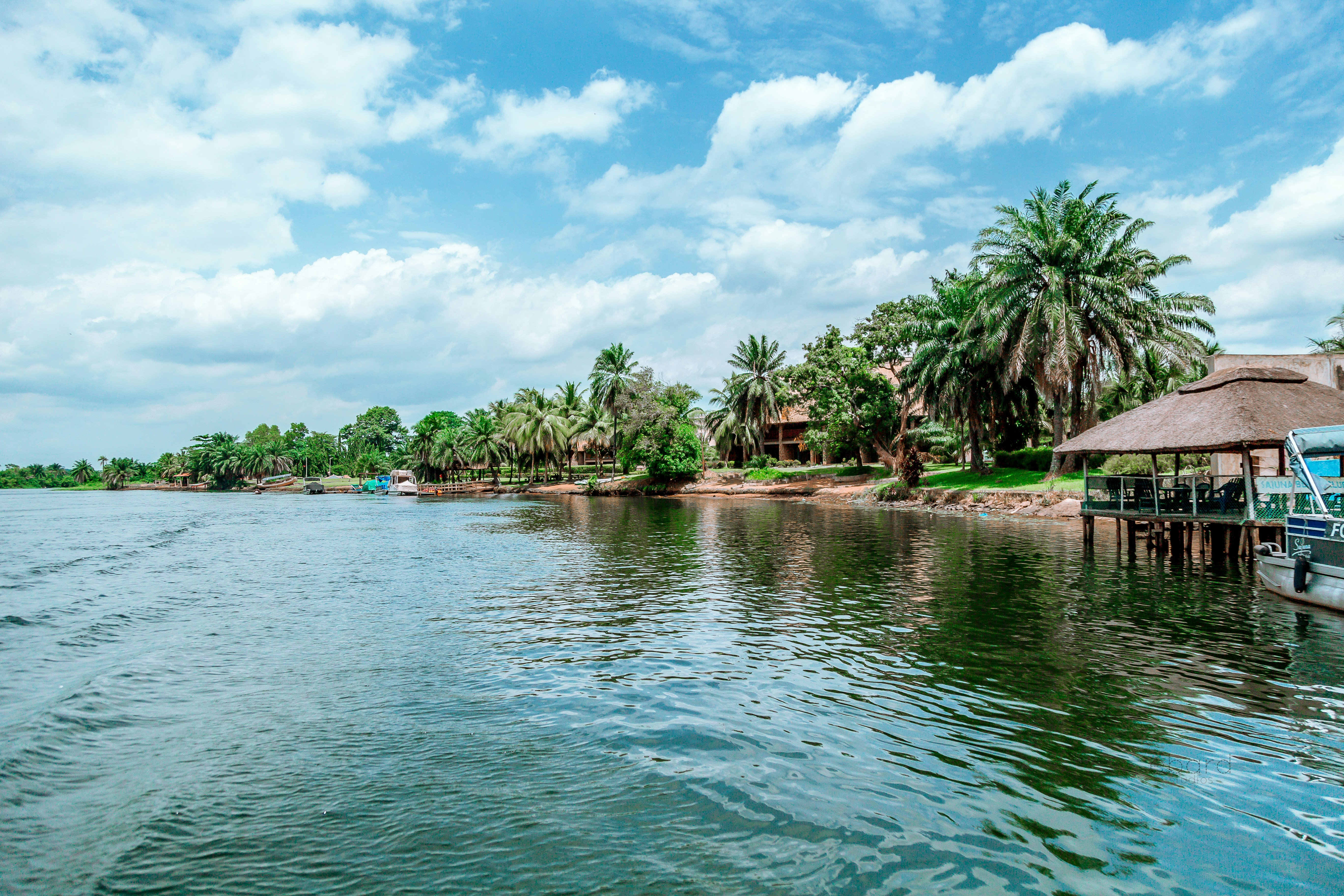 green trees beside body of water under blue sky during daytime