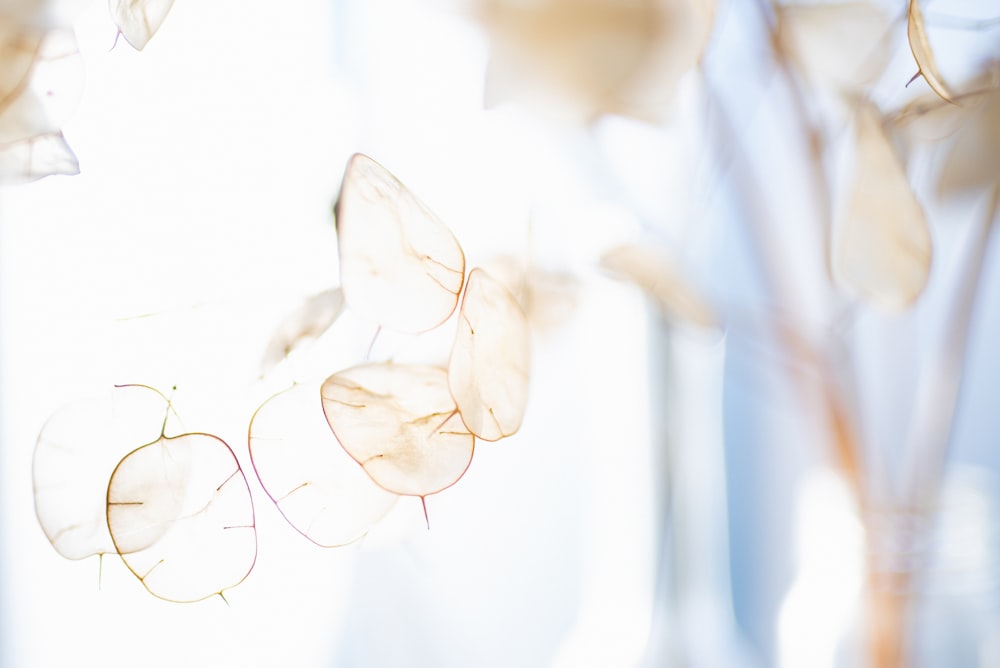 fiore bianco in primo piano fotografia