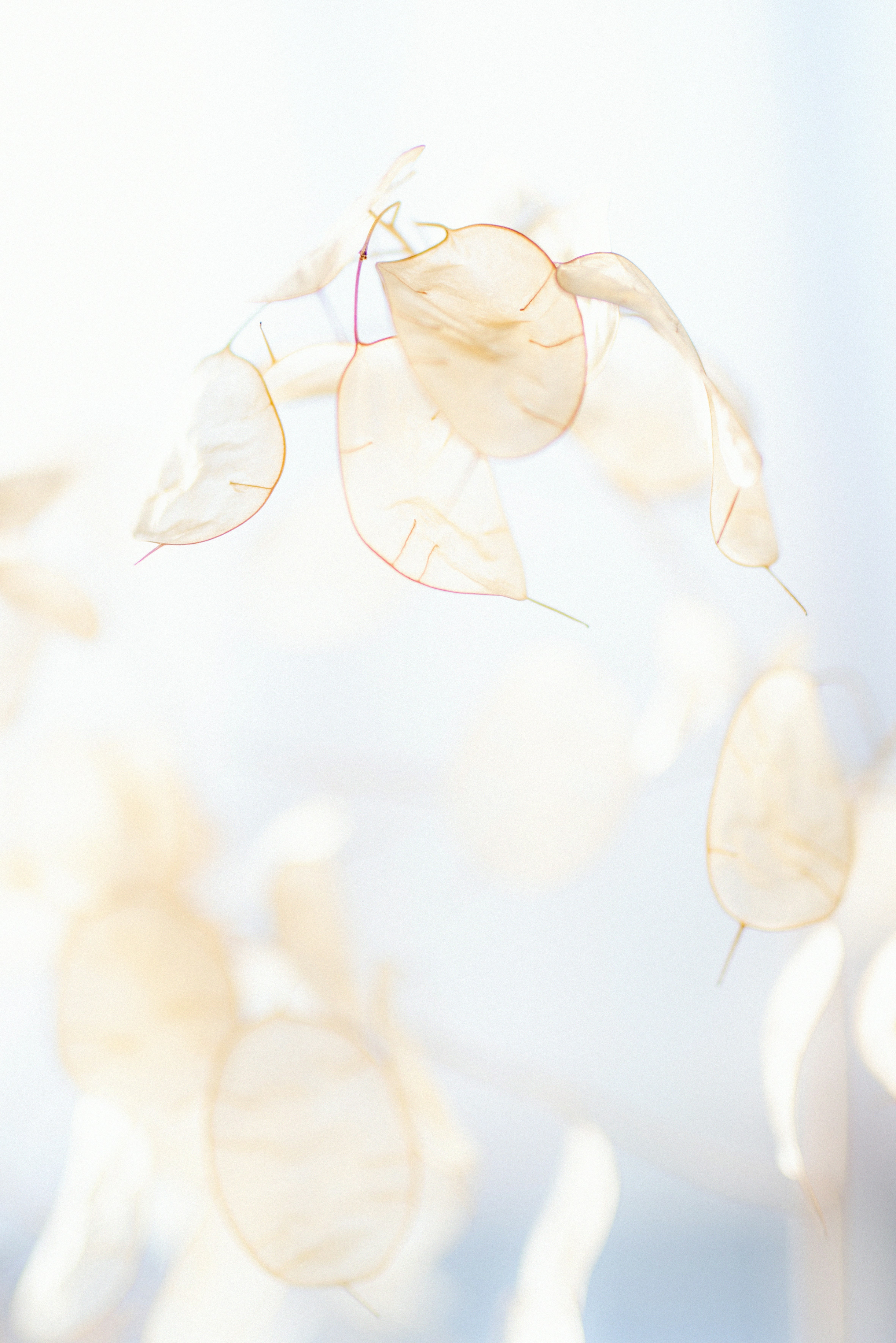 white and brown flower petals