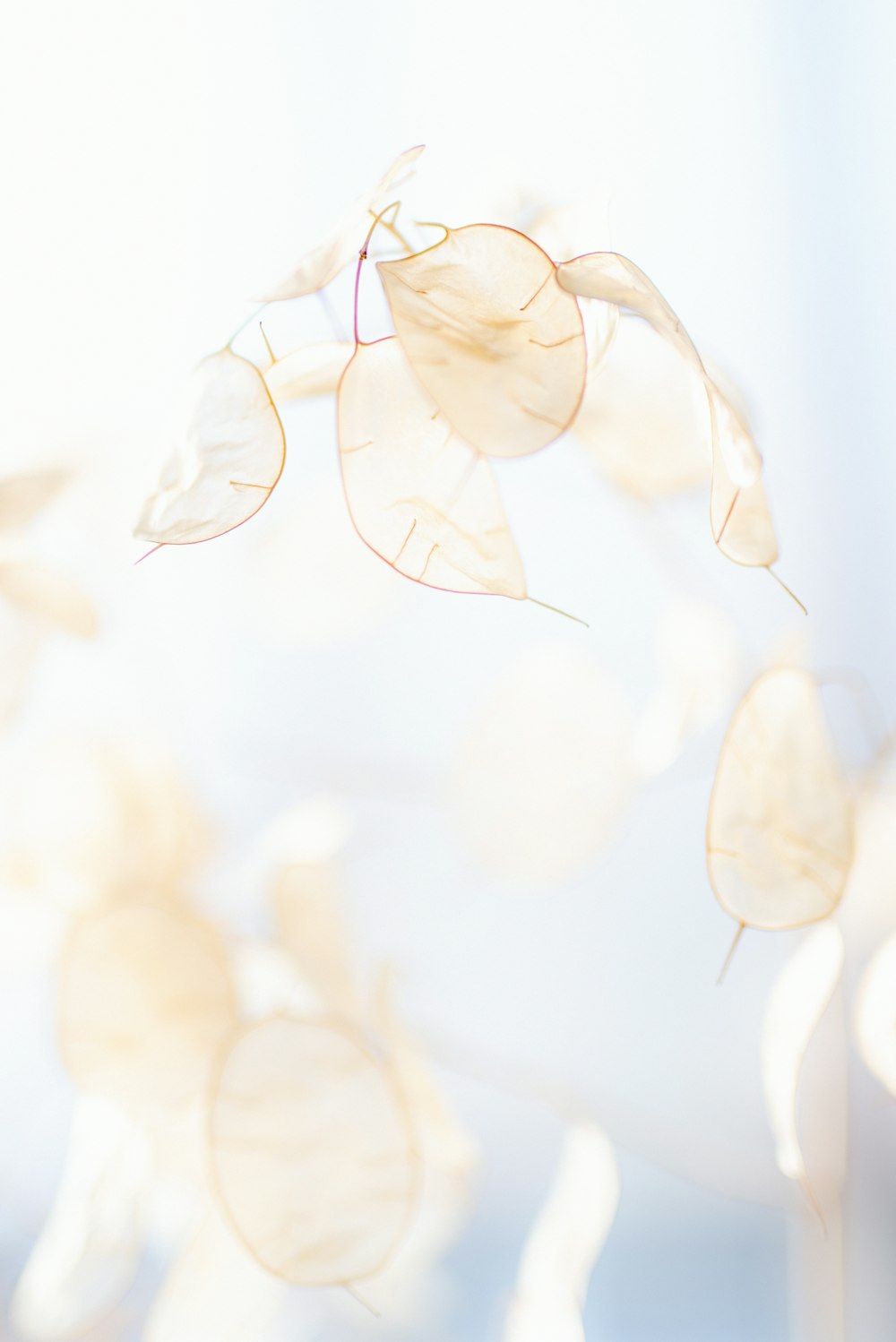white and brown flower petals