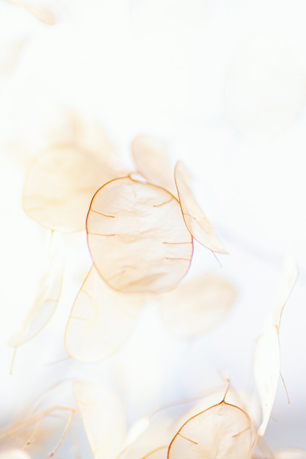 white flower petals on white background