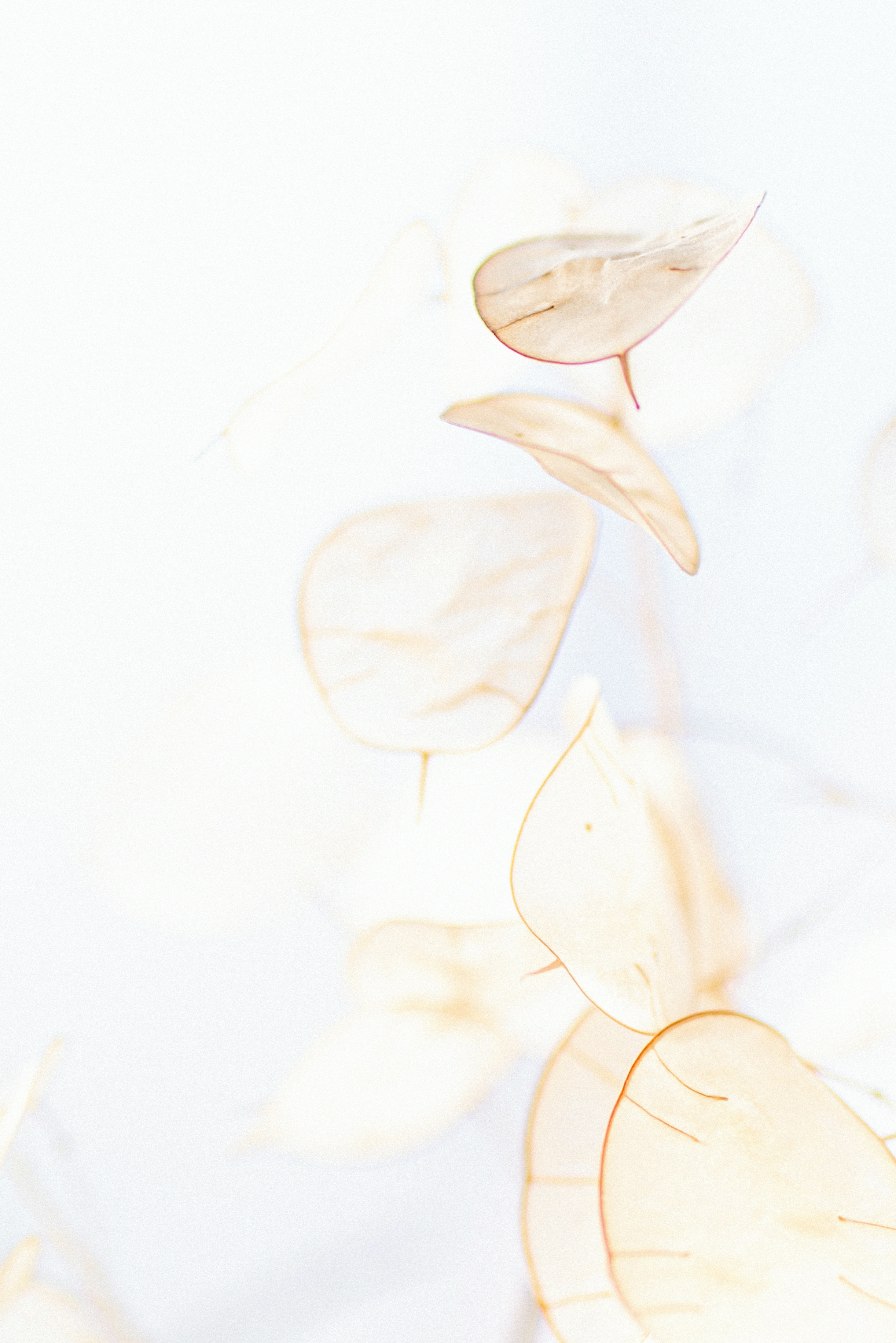 Photo by lauraadaiphoto