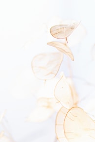 white and yellow leaves illustration