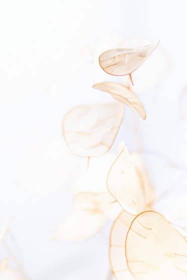 white and yellow leaves illustration