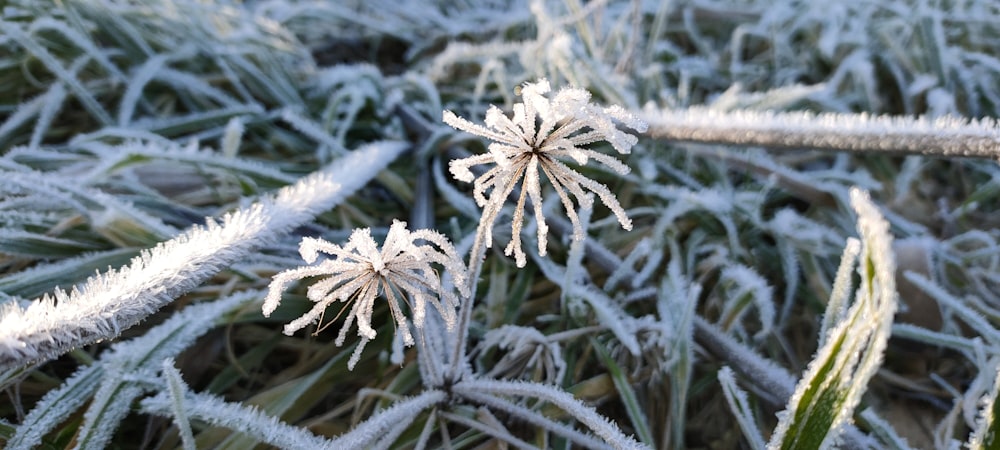 white and brown plant in close up photography