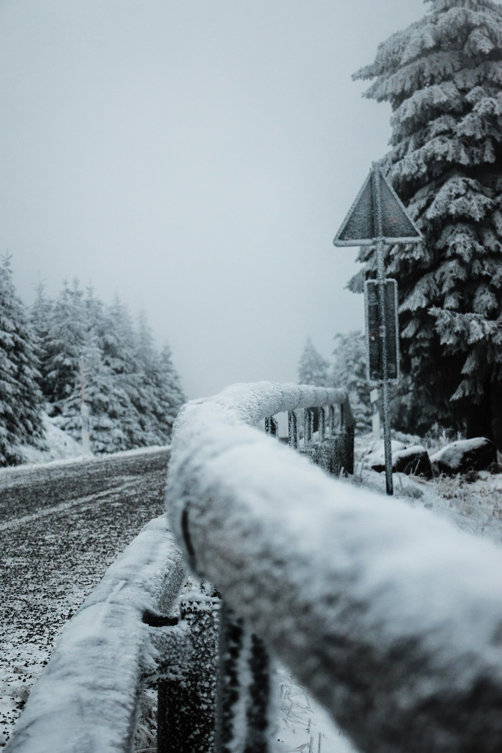 snow covered trees and road during daytime