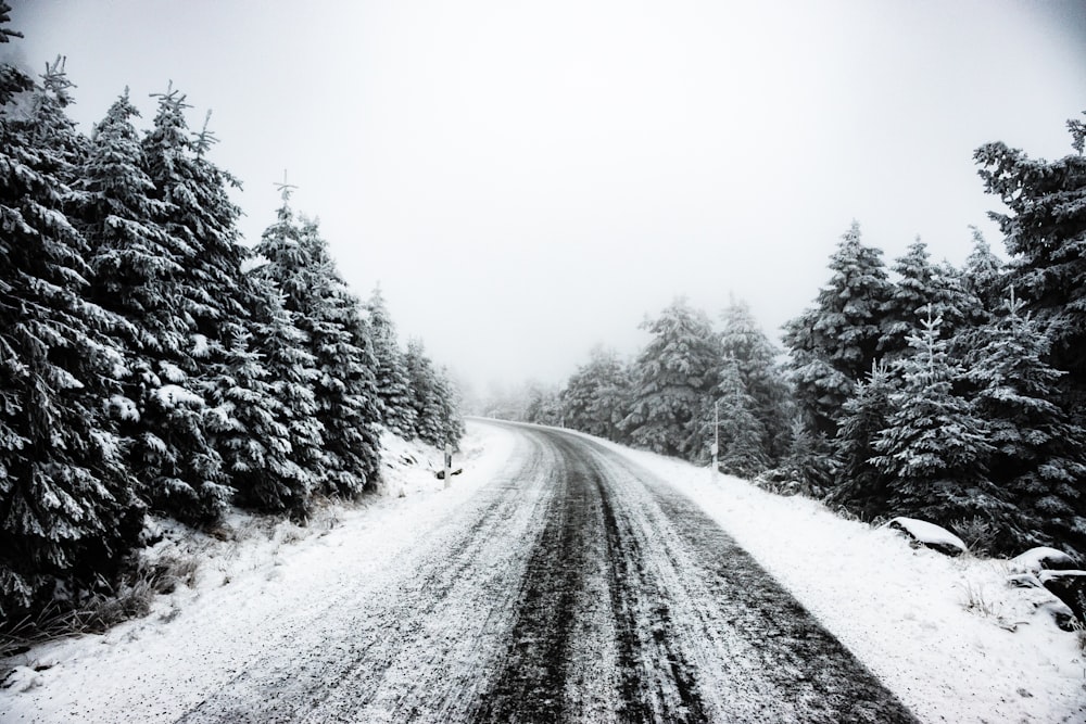 日中の木々の間の雪に覆われた道路