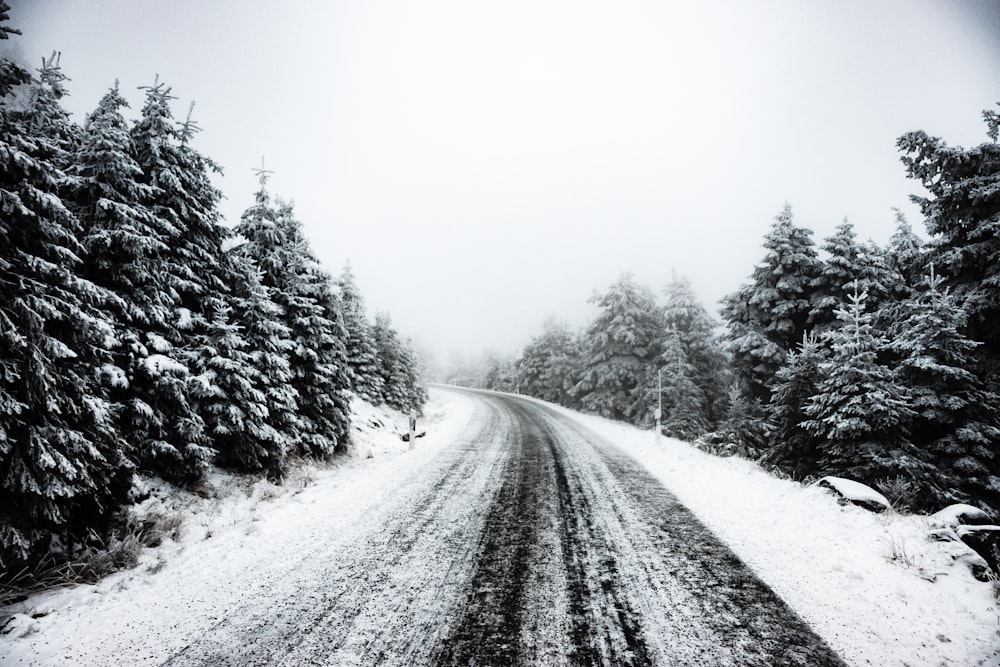 snow covered road between trees during daytime