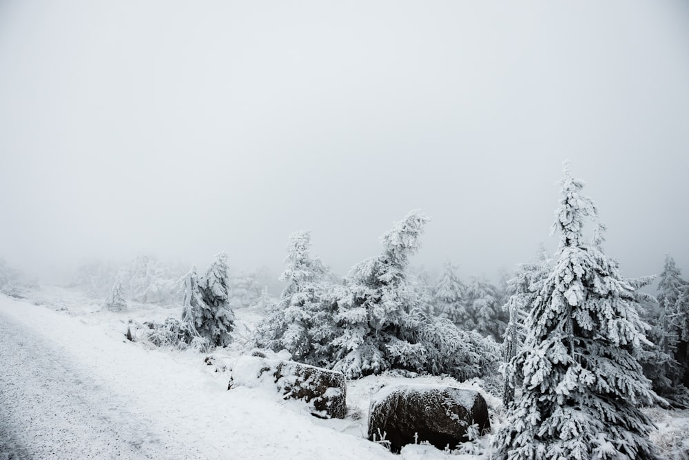 vaca marrom no solo coberto de neve durante o dia