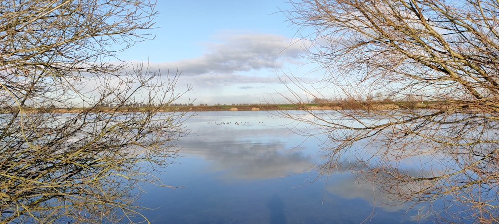 Albero senza foglie marrone vicino al lago sotto il cielo nuvoloso durante il giorno