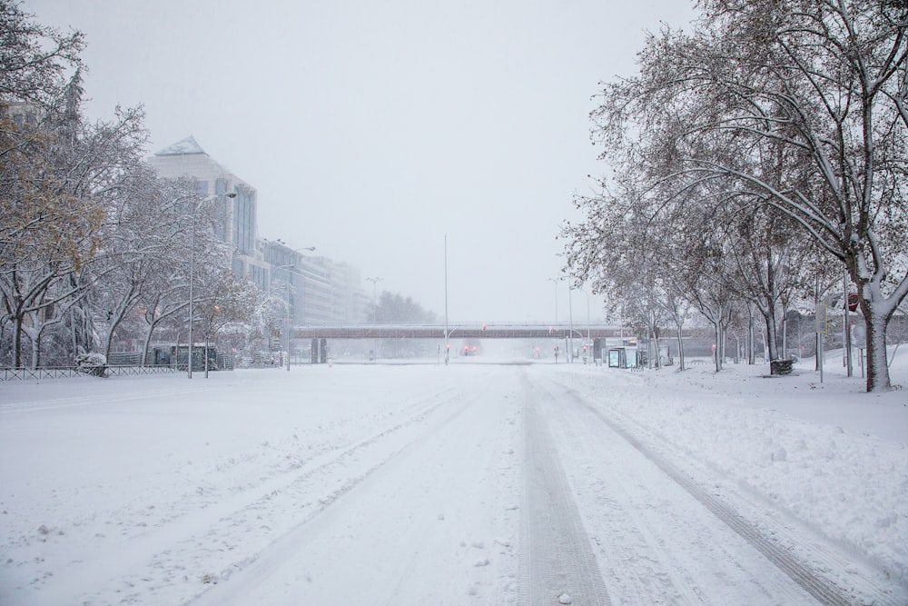 snow covered road near bare trees during daytime