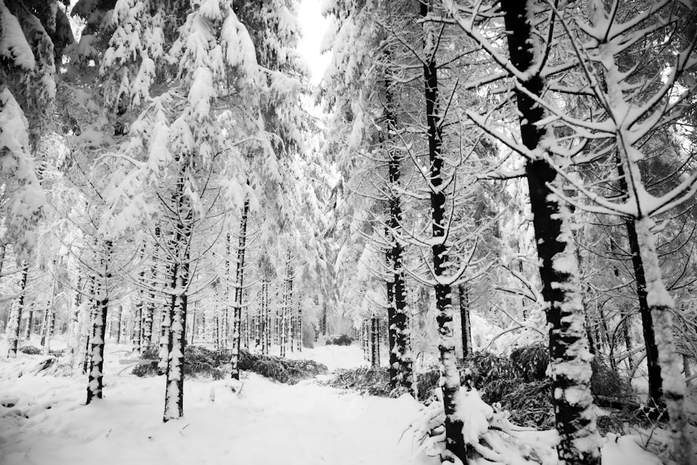 snow covered trees during daytime