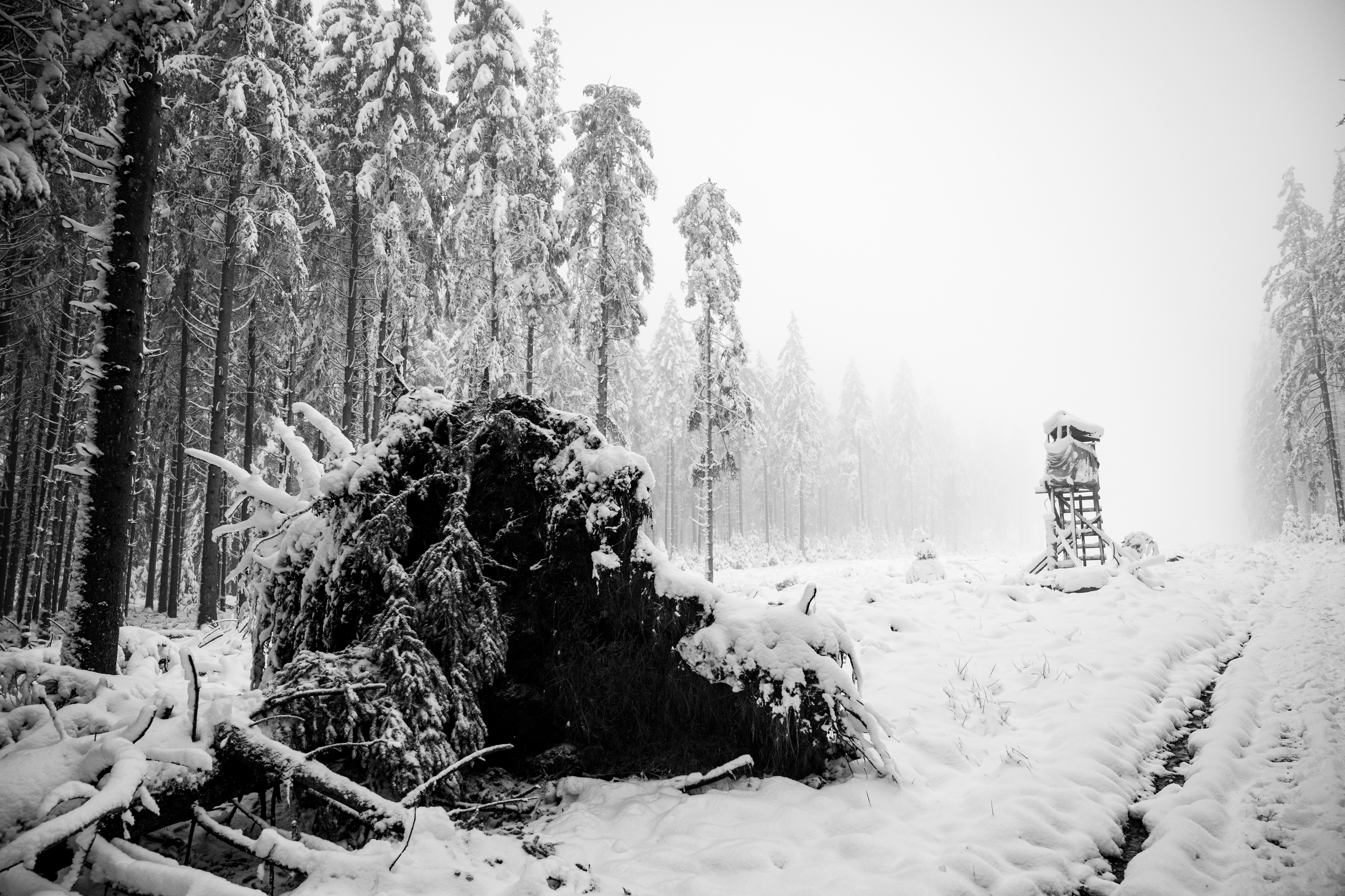 snow covered trees during daytime