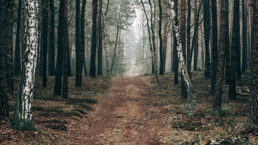 brown dried leaves on ground with trees