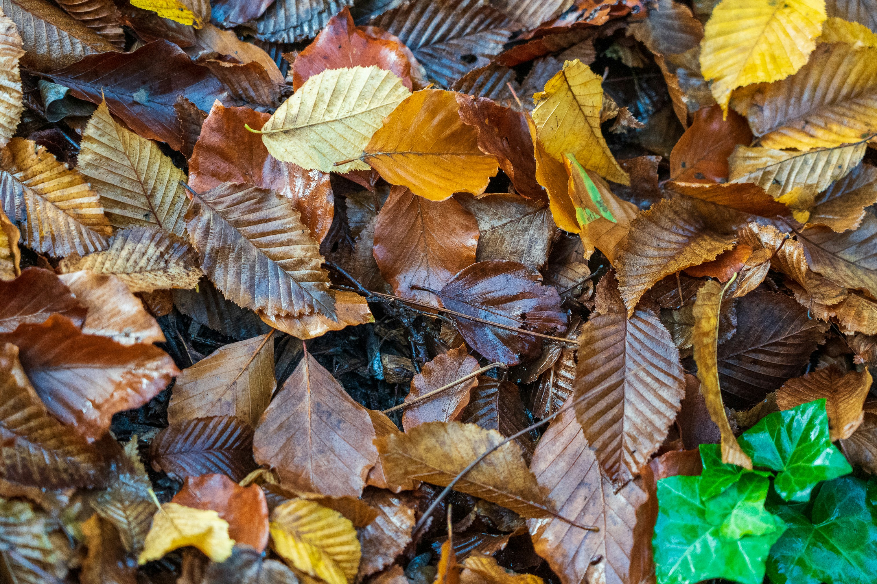 Photo by jannerboy62