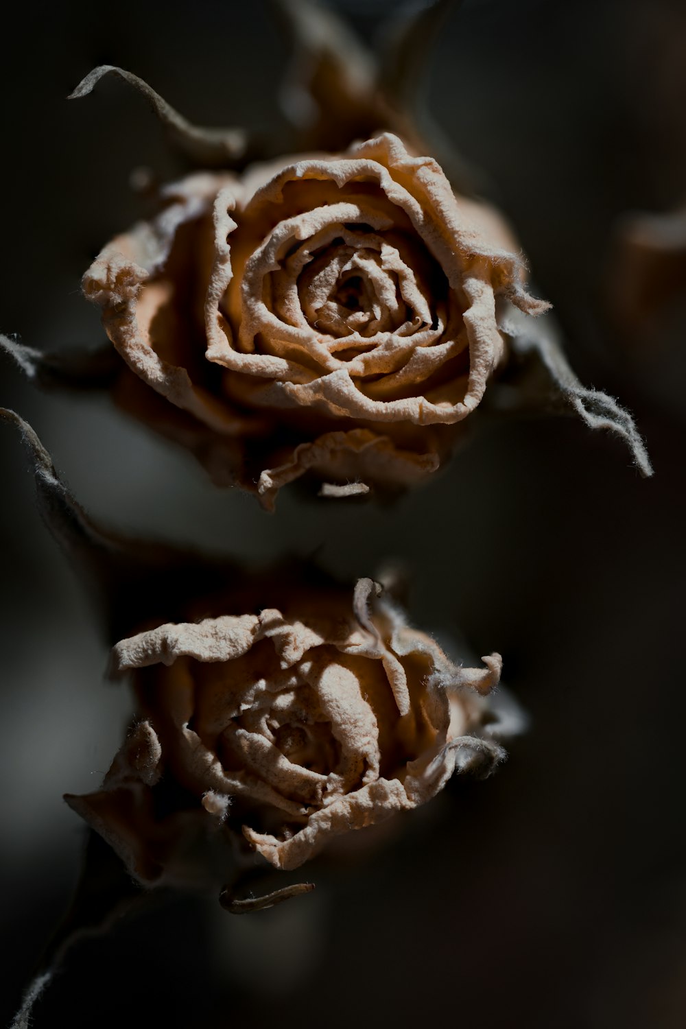 brown rose in bloom close up photo