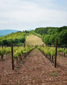 A lush Chilean vineyard at sunrise with rows of grapevines stretching into the distance.