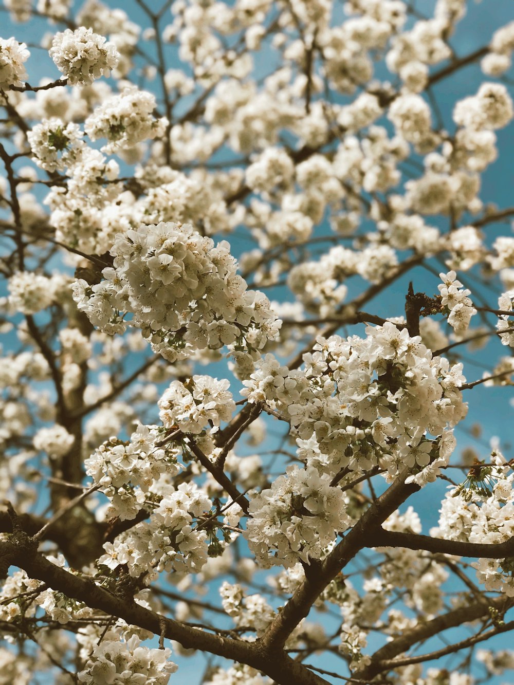 white cherry blossom in bloom during daytime