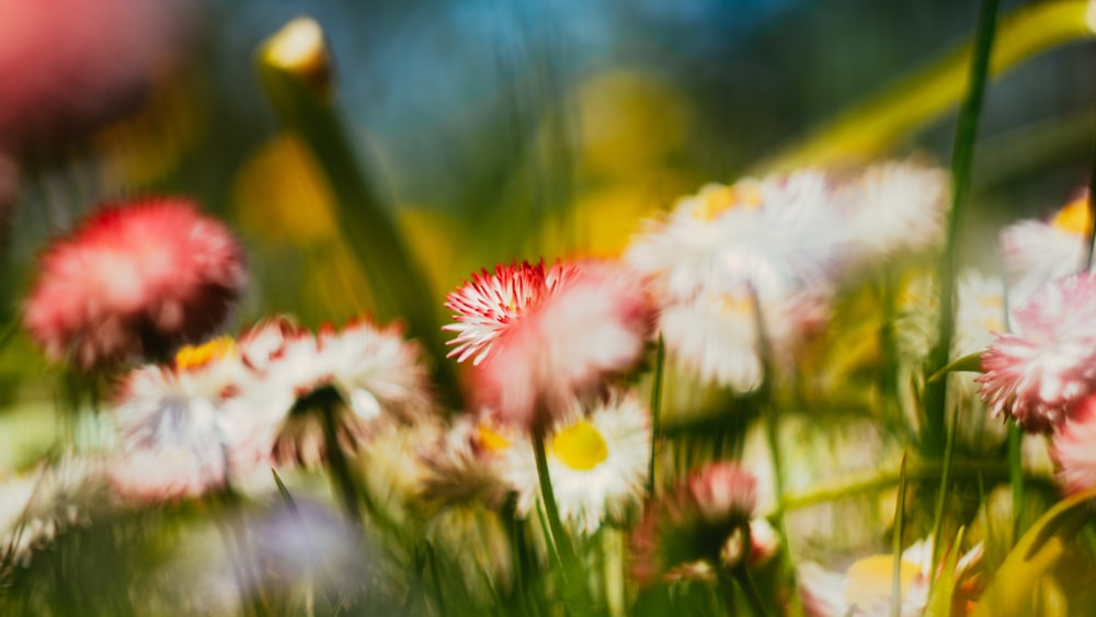 white and red flowers in tilt shift lens