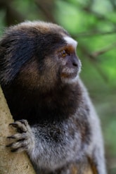 brown and white monkey on brown tree branch during daytime