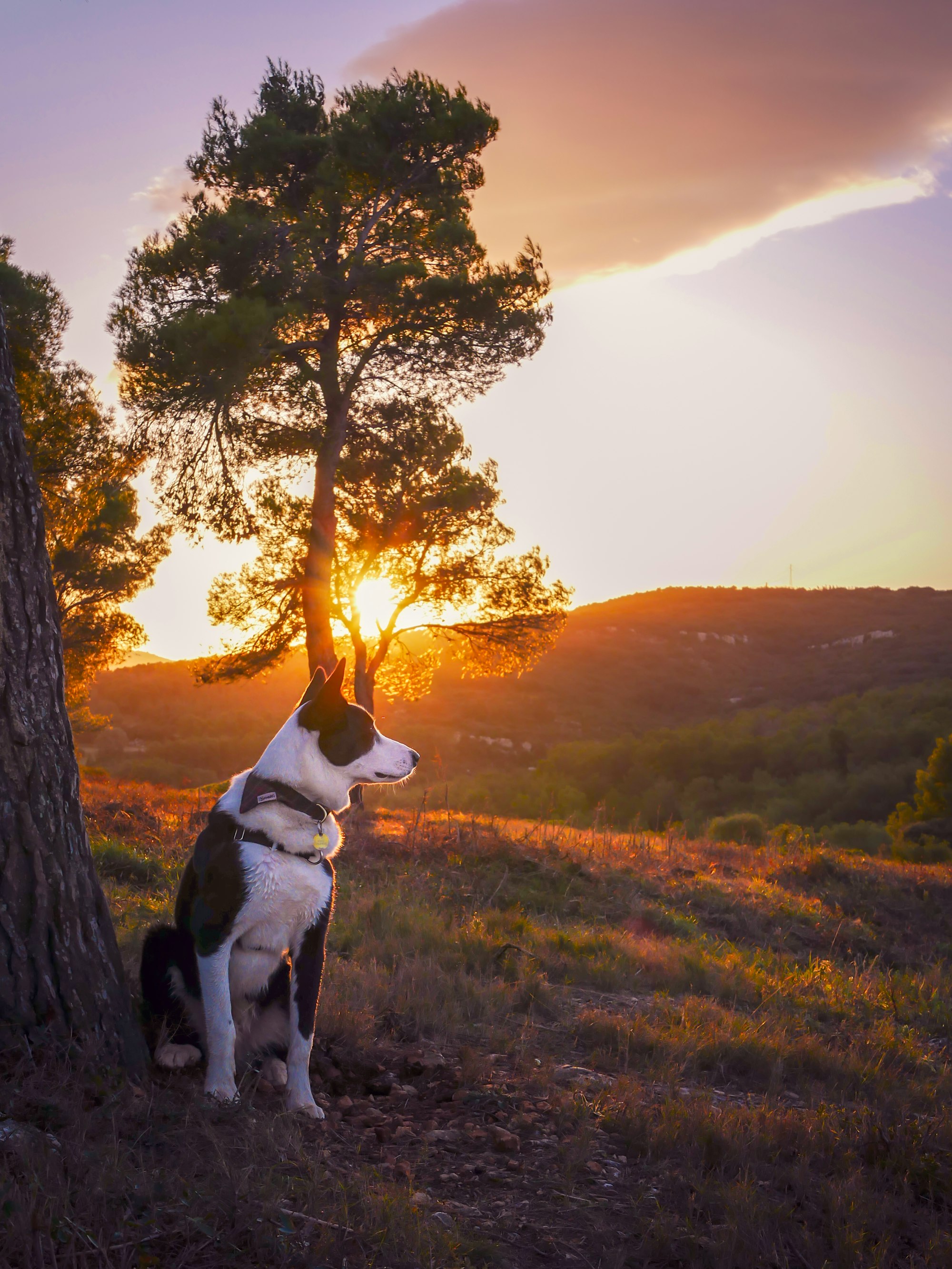 Sunset with my border puppy at the end of an hike.