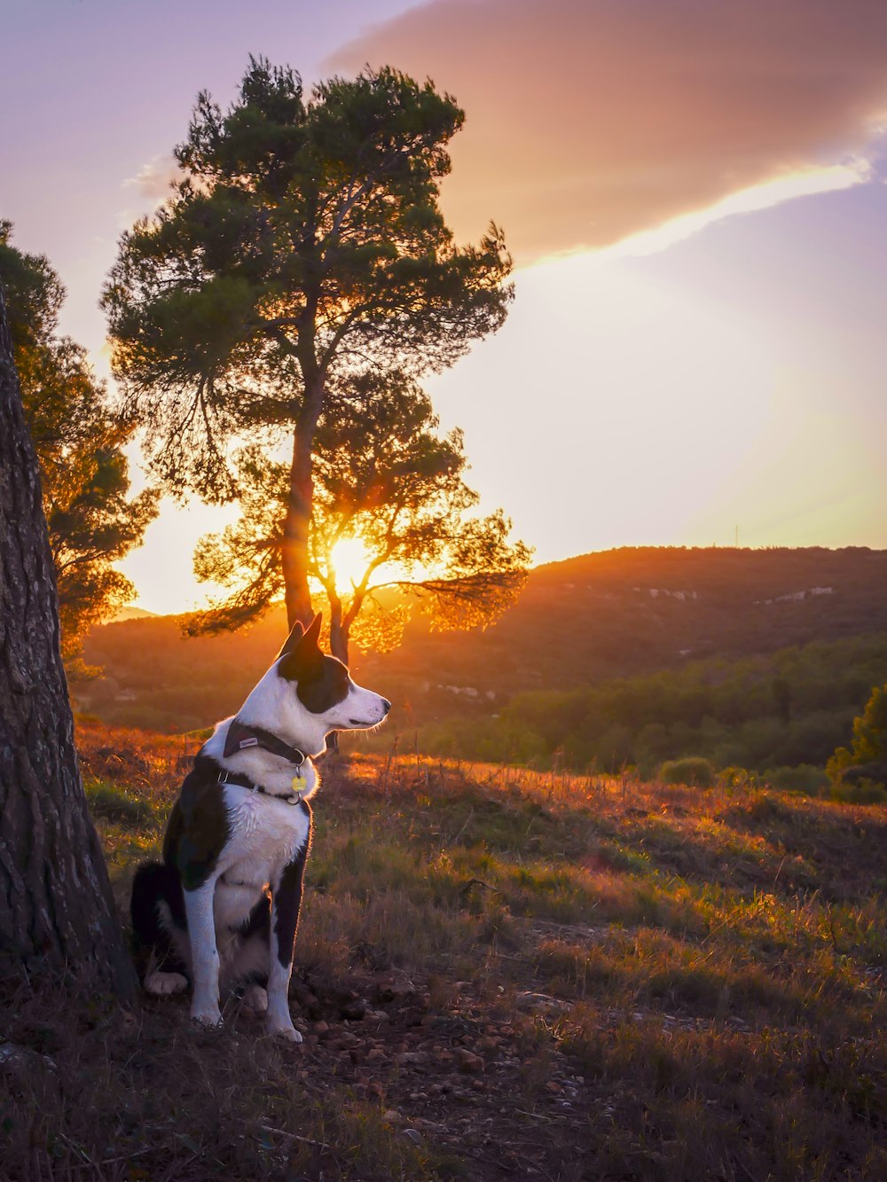 white and black short coated dog on green grass field during sunset