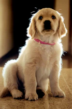 golden retriever puppy with multi colored ribbon