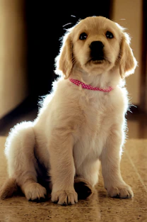 golden retriever puppy with multi colored ribbon