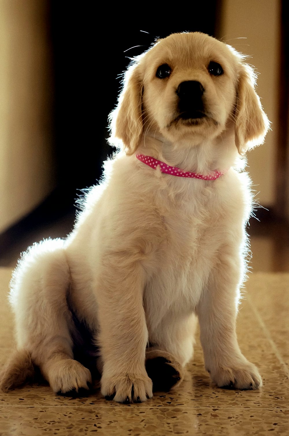 golden retriever puppy with multi colored ribbon