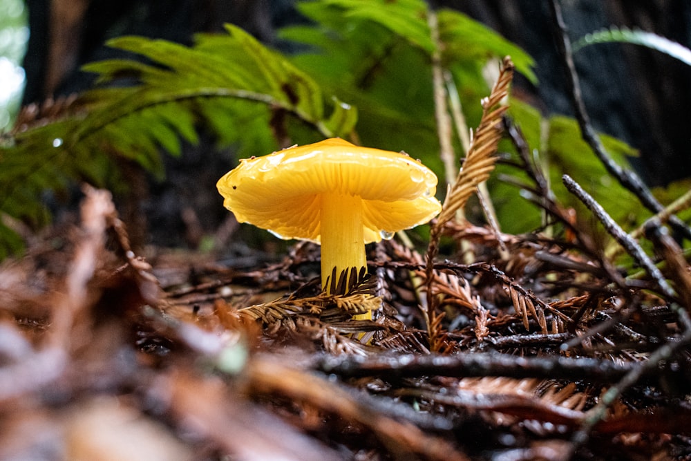 fungo giallo in mezzo al bosco