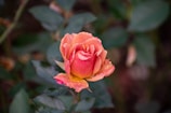 A vibrant pink-orange rose with delicate petals is in full bloom, adorned with small dew droplets. It is surrounded by lush, deep green leaves creating a natural and serene setting.