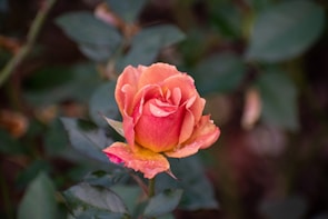A vibrant pink-orange rose with delicate petals is in full bloom, adorned with small dew droplets. It is surrounded by lush, deep green leaves creating a natural and serene setting.