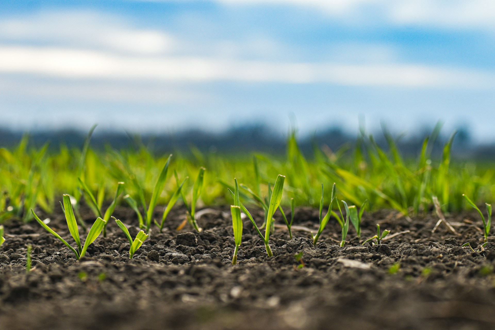 green grass on gray soil during daytime