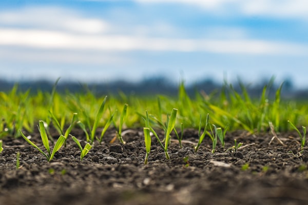 Crop growth and the use of artificial fertilisers
