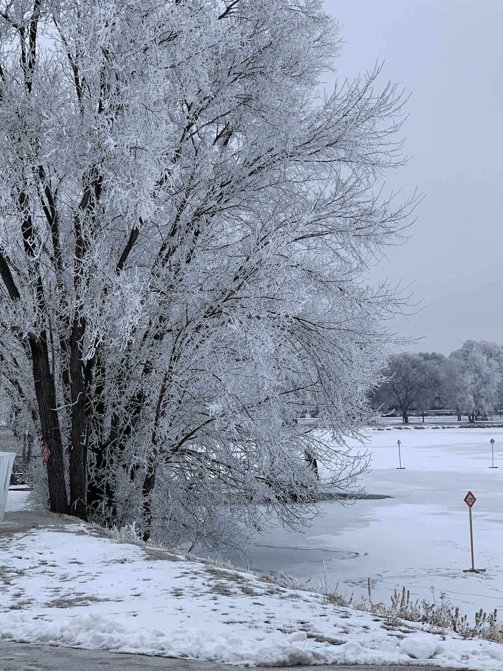 leafless trees on snow covered ground during daytime