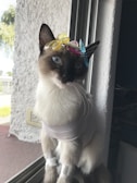 A cat with blue eyes sits by a window, wearing a light-colored shirt and adorned with colorful butterfly clips on its head. The scene is softly lit, highlighting the cat's fur and accessories.